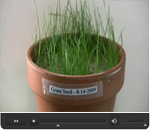 Grass Growing in Tailings - VARY Petrochem